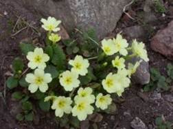 http://www.trekking-tiburzi.it/Fiori_MSibillini/Primula-vulgaris-plant03.jpg