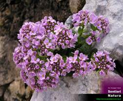 http://www.trekking-tiburzi.it/Fiori_MSibillini/2259.JPG