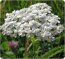 http://www.trekking-tiburzi.it/Fiori_MSibillini/achillee_millefeuille_ps-1.jpg