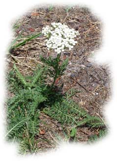 http://www.trekking-tiburzi.it/Fiori_MSibillini/achillee.jpg