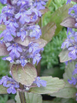 http://www.trekking-tiburzi.it/Fiori_MSibillini/Ajuga-reptans01.jpg