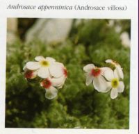 http://www.trekking-tiburzi.it/Fiori_MSibillini/ANDROSACE%20APPENNINICA.jpg