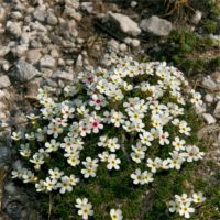 http://www.trekking-tiburzi.it/Fiori_MSibillini/androsace%20villosa.jpg