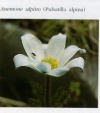 http://www.trekking-tiburzi.it/Fiori_MSibillini/ANEMONE%20ALPINO.jpg