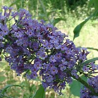 http://www.trekking-tiburzi.it/Fiori_MSibillini/Arabette.jpg