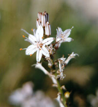 http://www.trekking-tiburzi.it/Fiori_MSibillini/asfodelo%20-%20fiore%20part.f.jpg