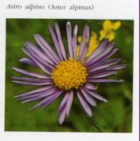 http://www.trekking-tiburzi.it/Fiori_MSibillini/ASTRO%20ALPINO.jpg