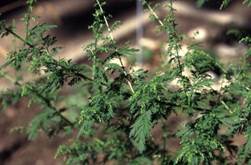 http://www.trekking-tiburzi.it/Fiori_MSibillini/artemisia02.jpg