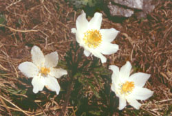 http://www.trekking-tiburzi.it/Fiori_MSibillini/camedrioalpino.jpg