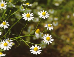 http://www.trekking-tiburzi.it/Fiori_MSibillini/camomilla.jpg