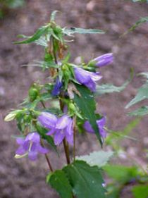 http://www.trekking-tiburzi.it/Fiori_MSibillini/Campanula_bononiensis1.jpg
