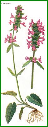 http://www.trekking-tiburzi.it/Fiori_MSibillini/BETONICA.jpg