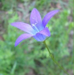 http://www.trekking-tiburzi.it/Fiori_MSibillini/Campanula_patula_bgiu.jpg