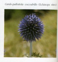 http://www.trekking-tiburzi.it/Fiori_MSibillini/CARDO%20PALLOTTOLA%20-%20COCCODRILLO.jpg