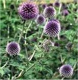 http://www.trekking-tiburzi.it/Fiori_MSibillini/CARDO%20PALLOTTOLA%20-%20echinops.jpg