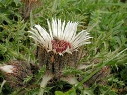 http://www.trekking-tiburzi.it/Fiori_MSibillini/CARLINA.jpg