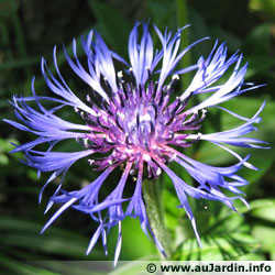 http://www.trekking-tiburzi.it/Fiori_MSibillini/centaurea.jpg
