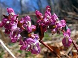 http://www.trekking-tiburzi.it/Fiori_MSibillini/COLOMBINE%201.JPG