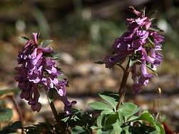 http://www.trekking-tiburzi.it/Fiori_MSibillini/COLOMBINE.JPG