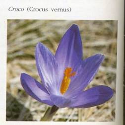 http://www.trekking-tiburzi.it/Fiori_MSibillini/CROCO.jpg
