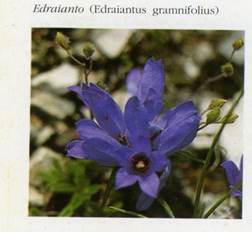 http://www.trekking-tiburzi.it/Fiori_MSibillini/EDRAIANTO.jpg