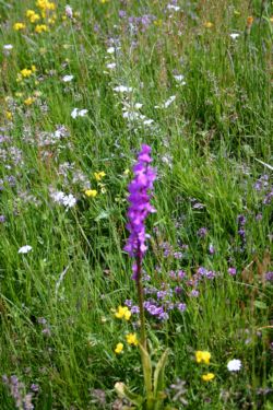 http://www.trekking-tiburzi.it/Fiori_MSibillini/IMG_0725.JPG