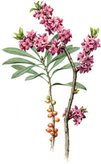 http://www.trekking-tiburzi.it/Fiori_MSibillini/dafne.jpg
