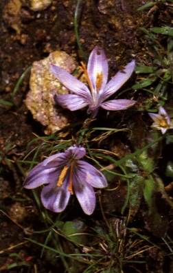 http://www.trekking-tiburzi.it/Fiori_MSibillini/crocus.jpg