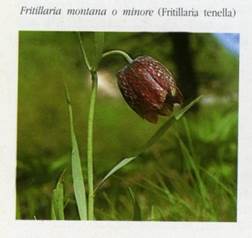 http://www.trekking-tiburzi.it/Fiori_MSibillini/FRITILLARIA%20MONTANA.jpg
