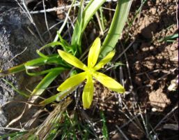 http://www.trekking-tiburzi.it/Fiori_MSibillini/Gagea_granatelli.jpg