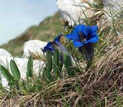 http://www.trekking-tiburzi.it/Fiori_MSibillini/Genziama.jpg