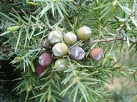http://www.trekking-tiburzi.it/Fiori_MSibillini/GINEPRO%20200px-Cade2.jpg