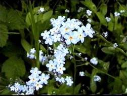 http://www.trekking-tiburzi.it/Fiori_MSibillini/Miosotis.jpg
