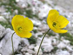 http://www.trekking-tiburzi.it/Fiori_MSibillini/PAPAVERO%20GIALLO.JPG