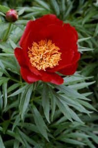 http://www.trekking-tiburzi.it/Fiori_MSibillini/Peonia.JPG