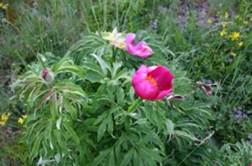 http://www.trekking-tiburzi.it/Fiori_MSibillini/Peonie%20selvatiche.JPG