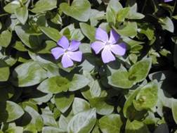http://www.trekking-tiburzi.it/Fiori_MSibillini/Perrvinca_major_fioritura-01.jpg