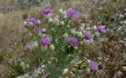 http://www.trekking-tiburzi.it/Fiori_MSibillini/post-3138-1118603723.jpg