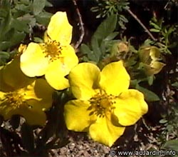 http://www.trekking-tiburzi.it/Fiori_MSibillini/potentille_arbustive_fleurs.jpg