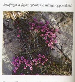 http://www.trekking-tiburzi.it/Fiori_MSibillini/SASSIFRAGA%20A%20FOGLIE%20OPPOSTE.jpg