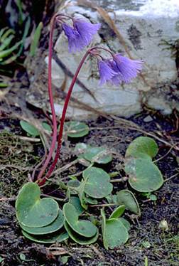 http://www.trekking-tiburzi.it/Fiori_MSibillini/soldanella%20o%20Retuso.jpg