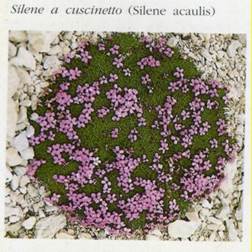http://www.trekking-tiburzi.it/Fiori_MSibillini/SILENE%20A%20CUSCINETTO.jpg