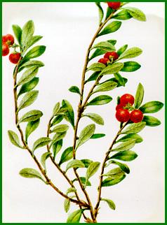 http://www.trekking-tiburzi.it/Fiori_MSibillini/uva%20ursina%20raisinours.jpg
