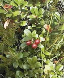 http://www.trekking-tiburzi.it/Fiori_MSibillini/uvaursina.jpg
