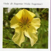 http://www.trekking-tiburzi.it/Fiori_MSibillini/VIOLA%20DI%20EUGENIA.jpg