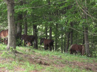 http://www.trekking-tiburzi.it/Imag_Polino/Polino_Mg07-849.JPG